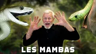Miniature : Les serpents venimeux les plus rapides du monde : les mambas africains