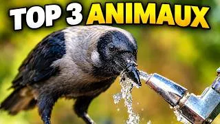 Miniature : Ces 3 Animaux Sont Bien Plus Intelligents Que Vous Ne L’Imaginez ! 😳