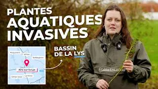 Miniature : Myriophylle du Brésil : le réflexe simple qui change tout