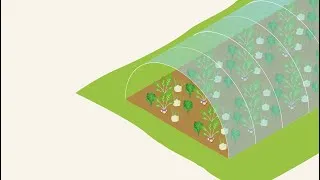 Miniature : DiverIMPACTS – Expérimentation ‘DIVEGFOOD’ Maraîchage sous abri (INRAE, France) – Système DIVMIX