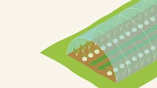 Miniature : DiverIMPACTS – Expérimentation ‘DIVEGFOOD’ Maraîchage sous abri (INRAE, France) – Système DIVBANDE