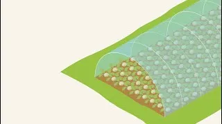 Miniature : DiverIMPACTS – Expérimentation ‘DIVEGFOOD’ Maraîchage sous abri (INRAE, France) – Système MODIV