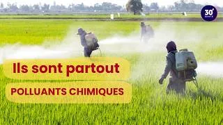 Miniature : Polluants : sommes-nous tous exposés ? | 30 minutes santé