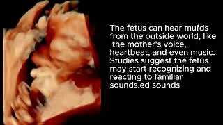 Miniature : Amazing Fetal Sensory Abilities at 22 Weeks | 3D Ultrasound Insights