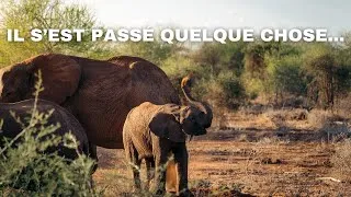 Miniature : Au royaume des éléphants ! (Il se passe quelque chose d'incroyable)