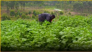 Miniature : Comment cultiver la pomme de terre en 3 mois à Butembo ? Le secret de Moïse Kimbolewa.