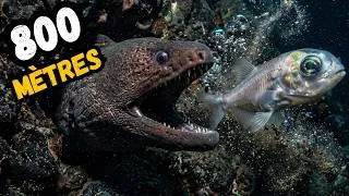 Miniature : LE POISSON AUX YEUX ROTATIFS À L'INTÉRIEUR DE SON CERVEAU