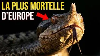 Miniature : La créature la plus mortelle d'Europe : Ne marchez pas dessus !