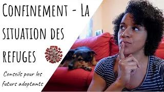 Miniature : 🤔 RÉACTION CONFINEMENT ! Situation des refuges, conseils pour adopter ! 😷