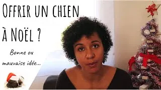 Miniature : 🤔 RÉACTION !!! Les gens qui offrent des chiens à Noël ! 😡