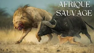Miniature : AFRIQUE SAUVAGE:  Quand les Buffles Font Fuir les Lions | DOCUMENTAIRE ANIMALIER