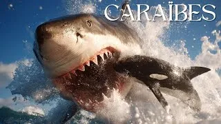 Miniature : TRAGÉDIE DANS L'OCÉAN:  La Bataille Secrète des Caraïbes | DOCUMENTAIRE ANIMALIER