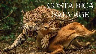 Miniature : COSTA RICA SAUVAGE : La Terre des Merveilles | DOCUMENTAIRE ANIMALIER