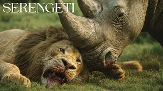 Miniature : SERENGETI:  La Lutte de la Meute pour la Survie | DOCUMENTAIRE ANIMALIER