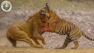 Miniature : Les scènes de chasse les plus spectaculaires jamais filmées | Animaux Sauvages