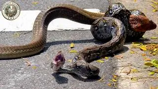 Miniature : Les Attaques De Serpents Les Plus Choquantes Jamais Filmées | Animaux Sauvages