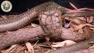 Miniature : Les Attaques De Serpents Les Plus Stupéfiantes Jamais Filmées Sur Terre | Animaux Sauvages