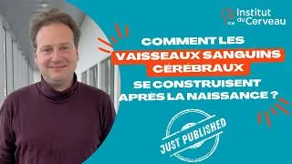 Miniature : Just published - Comment les vaisseaux sanguins cérébraux se construisent après la naissance ?