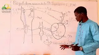 Miniature : Régulation nerveuse de la pression artérielle hypertension 