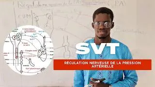 Miniature : Svt: régulation nerveuse de la pression artérielle
