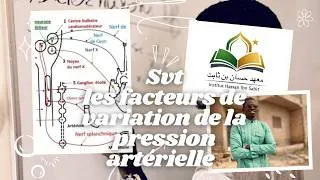 Miniature : Svt: les facteurs de variation de la pression artérielle