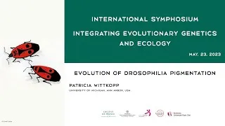 Miniature : [Conférence] Patricia Wittkopp - Evolution of drosophila pigmentation