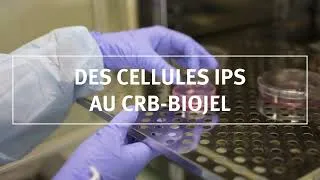 Miniature : Cellules IPS : un nouveau type de ressources au CRB-BioJeL
