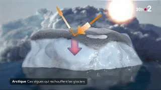 Miniature : Reportage France 2 - Des microalgues qui accélèrent la fonte des glaces