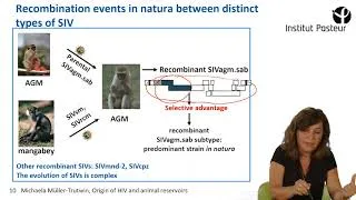 Miniature : Origin of HIV and Animal reservoirs - Michaela Mûller Trutwin