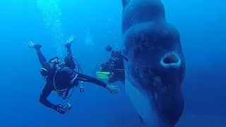 Miniature : Rencontre avec un Poisson lune géant !