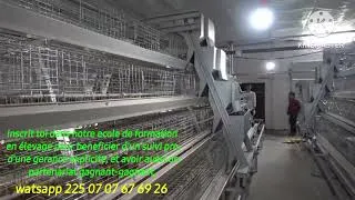 Miniature : Elevage en case chinoise, tous ceux qui travaillent avec nous auront des case à 30% et 70% à credit.