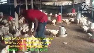Miniature : Elevage moderne et rentable: Visite rapide dans l'une des fermes à yopougou. 