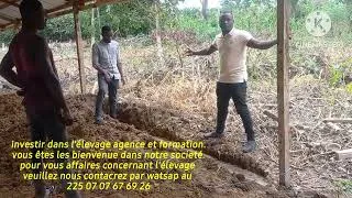 Miniature : Consyruction d'un batiment de 5.000 poules pondeuses dans la region de l'agnebi-tiassa. 