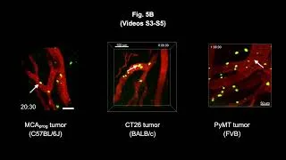 Miniature : Tumor-associated HEVs mediate lymphocyte entry into tumors during cancer immunotherapy