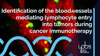 Miniature : Identification of blood vessels mediating lymphocyte entry into tumors during cancer immunotherapy
