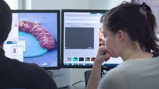 Miniature : Microscope électronique à balayage