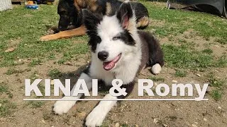 Miniature : Nouveau Membre de la Famille ? KINAI & Romy
