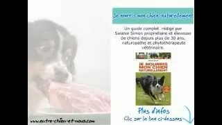 Miniature : Le guide du barf pour chiens