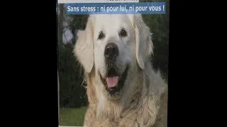 Miniature : Apprendre au chien à rester seul