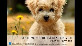 Miniature : Apprendre au chiot à rester seul