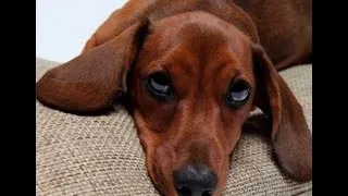 Miniature : Mon chien est jaloux