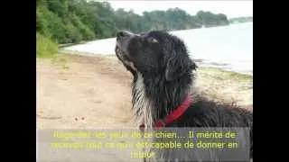 Miniature : Coby cherche une famille pour le rendre heureux