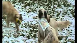 Miniature : Propal harnais convalescence pour chien