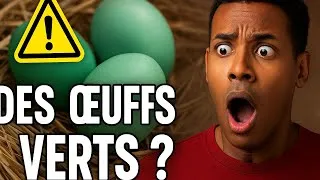 Miniature : Le village où les poules pondent… des œufs verts !