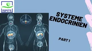 Miniature : Système endocrinien  Part 1                   ISPITS- AnatomieS1