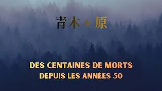 Miniature : La véritable histoire de la forêt d'Aokigahara