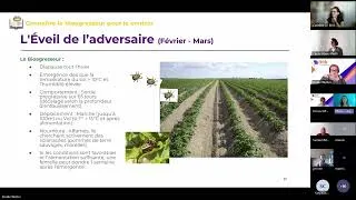 Miniature : Webinaire Alterspino : Gestion du Doryphore (Leptinotarsa decemlineata)