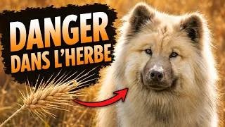 Miniature : Épillets : le danger de l’été que tous les propriétaires de chiens doivent connaître