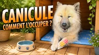 Miniature : Canicule : occuper son chien sans le faire surchauffer