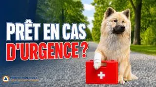 Miniature : Et si votre chien s’étouffait… sauriez-vous quoi faire ?